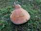 Lucfenyvesi rizike (Lactarius deterrimus), Őrség
